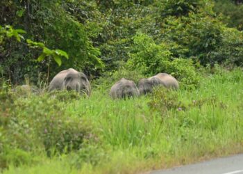 KAWANAN gajah keluar dari hutan merayau mencari makanan berhampiran Jalan Kuala Tahan ke Mat Daling di Ulu Tembeling, Pahang.