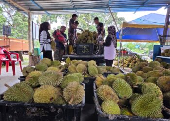 DURIAN dikumpul dari penduduk di pusat pengumpulan di Kampung Lambor Kiri dekat Pasir Salak ketika tinjauan semalam. - UTUSAN/AIN SAFRE BIDIN