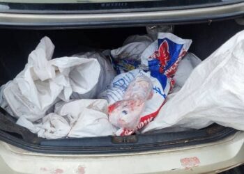SEBAHAGIAN guni yang mengandungi kelapa kambing beku yang diseludup masuk ke Kelantan dari Thailand.