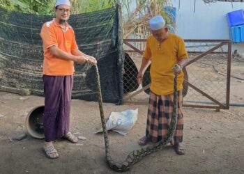 MOHD. Khairul Amizi (kiri) menunjukkan ular sawa batik yang membaham ayam ternakannya di Kampung Sungai Petai, Pasir Puteh, Kelantan. - UTUSAN/TOREK SULONG