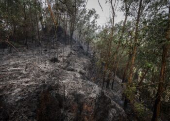 KEADAAN sebahagian hutan yang terbakar semalam di sekitar Bukit Kajang, Kajang Prima, Selangor dalam tinjauan Utusan Malaysia hari ini-UTUSAN/ MUHAMAD IQBAL ROSLI
