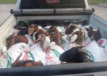 SEBAHAGIAN kambing yang dirampas oleh PGA selepas menahan trak pikap di Tendong, Pasir Mas, Kelantan-IHSAN PGA.