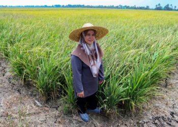 BERKAT usaha keras dan pengalaman, Norhamidah kini mengusahakan 100 ekar sawah padi.