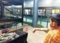 PENGUNJUNG melihat rangka Perak Man yang dipamerkan semula di Muzium Arkeologi Lembah Lenggong sejak awal bulan ini setelah empat tahun disimpan di Kuala Lumpur kerana kerja-kerja baik pulih muzium di Lenggong, Perak. – UTUSAN/FADZIL ZAINOL