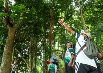 PESERTA Banding Trail Adventure (BTA) melakukan proses penandaan pokok pada ekspedisi biodiversiti antara Pulau Banding Foundation (PBF) dengan Universiti Malaysia Kelantan (UMK) di Pulau Banding di Gerik hari ini. - UTUSAN/MUHAMAD NAZREEN SYAH MUSTHAFA