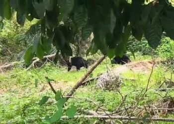 TANGKAP layar dua ekor beruang yang berkeliaran berhampiran Sekolah Kebangsaan Seberang Tayor di Kemaman, Terengganu.