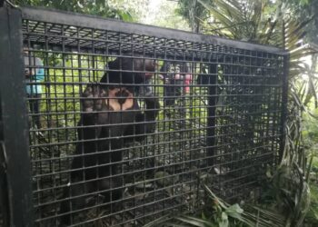 BERUANG matahari yang berkeliaran di sekitar Kampung Dusun, Hulu Terengganu berjaya ditangkap dan dipindahkan Perhilitan Terengganu hari ini. - UTUSAN / NOOR HAYATI MAMAT