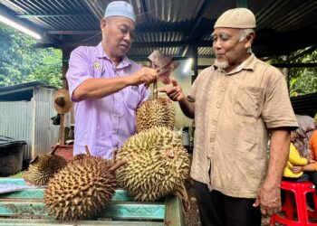 RAZALI Saad melawat salah sebuah dusun durian di Kampung Tanjung Dalam, Beseri, Perlis semalam.- UTUSAN/ASYRAF MUHAMMAD