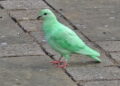 KEHADIRAN seekor burung merpati dengan warna hijau terang mencuri tumpuan masyarakat di Northampton, Britain. – AGENSI