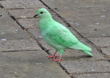KEHADIRAN seekor burung merpati dengan warna hijau terang mencuri tumpuan masyarakat di Northampton, Britain. – AGENSI