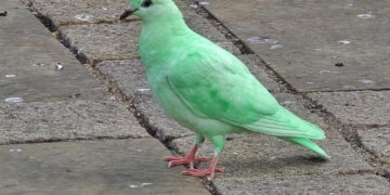 KEHADIRAN seekor burung merpati dengan warna hijau terang mencuri tumpuan masyarakat di Northampton, Britain. – AGENSI