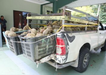 DURIAN dirampas daripada seorang pekebun yang dipercayai ditanam secara haram di Hutan Simpan Gunung Benum di Raub, Pahang.