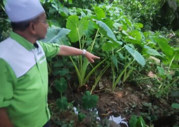 GHAZALI Sulaiman menunjukkan kesan tapak kaki harimau di Kampung Belimbing, Dungun di Terengganu.