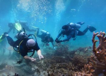 PESERTA program Rehabilitasi Terumbu Karang 2025 di Pulau Aur, Mersing anjuran Yayasan JCorp melakukan aktiviti penanaman terumbu karang.