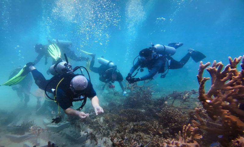 Terumbu karang tenat, bakal pupus 2050?