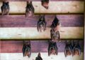 Bats cling on the ceiling of a wooden hut at the Sungei Buloh Wetlands Reserve in Singapore on January 15, 2025. (Photo by Roslan RAHMAN and ROSLAN RAHMAN / AFP)