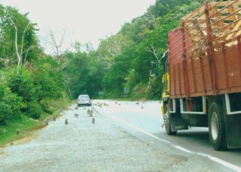 KUMPULAN monyet mengutip makanan dipercayai diletakkan oleh pengguna laluan Jalan Raya Timur Barat (JRTB) di Gerik, Perak.