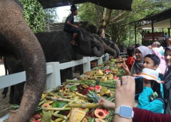 ORANG ramai berpeluang memberi gajah makan sempena Sambutan Hari Gajah Sedunia di Pusat Konservasi Gajah Kebangsaan (PKGK) Kuala Gandah di Temerloh, Pahang.