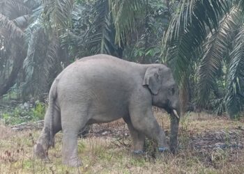 DUA ekor gajah jantan liar ditangkap Perhilitan di Kampung Sawah, Kulai, Johor.