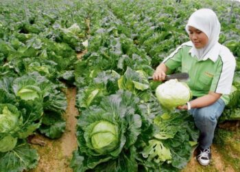 SUDAH tiba masanya kita merubah landskap tanah terbiar sebagai sumber pendapatan negara.