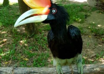 ORANG ramai diajak sertai kempen Siapa Nama Saya? anjuran Taman Burung Pulau Pinang.  
– TAMAN BURUNG PULAU PINANG