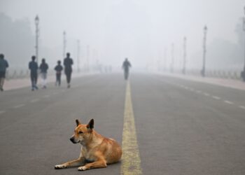 BERDASARKAN bancian ternakan India pada 2012, terdapat sekurang-kurangnya 60,000 ekor anjing liar berkeliaran di jalan-jalan New Delhi. – AFP