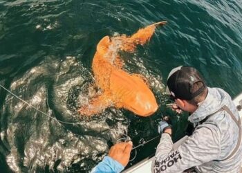 PEMANCING menarik seekor jerung berwarna kuning emas di kawasan perairan di Costa Rica.- AGENSI
