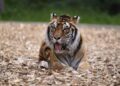 ZOO di Denmark meminta pemilik haiwan peliharaan ‘menyumbang’ haiwan mereka untuk dijadikan makanan haiwan pemangsa. - AFP