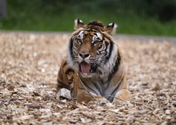 ZOO di Denmark meminta pemilik haiwan peliharaan ‘menyumbang’ haiwan mereka untuk dijadikan makanan haiwan pemangsa. - AFP