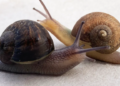 SIPUT bercengkerang kiri tidak dapat mengawan dengan siput bercengkerang kanan akibat kedudukan organ pembiakan yang terbalik. - AGENSI