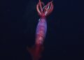 SPESIES sotong unik yang dikenali sebagai Antarctic gonate squid itu dikesan pada kedalaman lebih 2,152 meter di perairan beku Antartika. - AGENSI