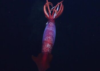 SPESIES sotong unik yang dikenali sebagai Antarctic gonate squid itu dikesan pada kedalaman lebih 2,152 meter di perairan beku Antartika. - AGENSI