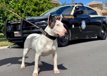 KISAH Trooper mencetus undang-undang baharu di Florida yang menjadikan perbuatan mengikat dan meninggalkan haiwan peliharaan semasa bencana alam sebagai jenayah berat.-AGENSI