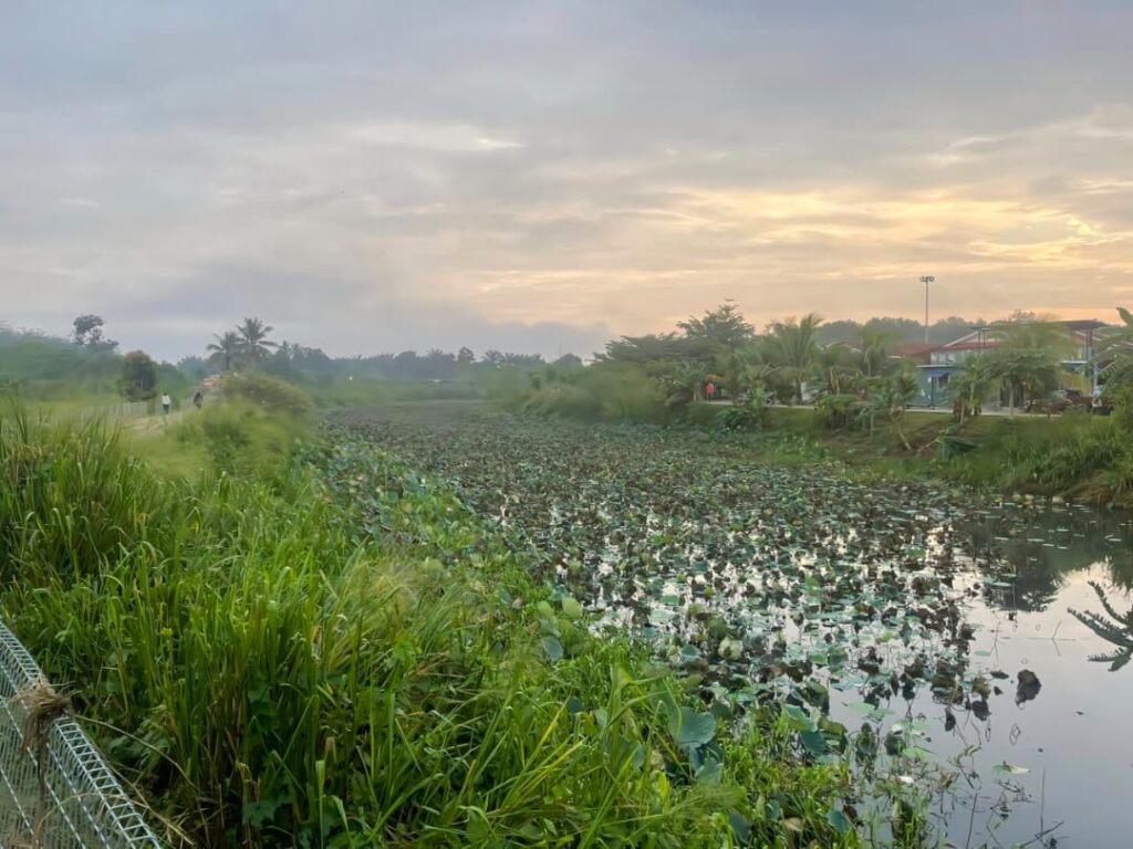 Semak tebing kolam cacat pemandangan Taman Tasik Teratai 1 3RD270825 phg TamanTasik Semak pg36