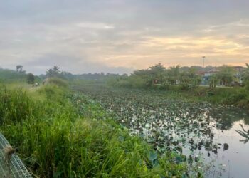 PUSAT Rekreasi Taman Tasik Teratai kelihatan tidak ceria apabila semak samun dan rumput panjang memenuhi kawasan tebing kolam teratai 
di pinggir bandar Jerantut, Pahang.
