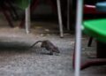 SEEKOR tikus memerlukan kira-kira 28 gram makanan sehari untuk meneruskan kehidupan dalam jangka hayat kurang daripada setahun.- AFP