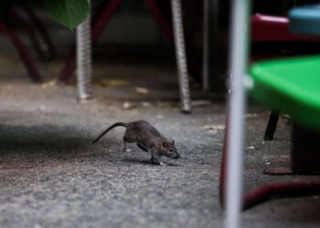 SEEKOR tikus memerlukan kira-kira 28 gram makanan sehari untuk meneruskan kehidupan dalam jangka hayat kurang daripada setahun.- AFP