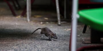 SEEKOR tikus memerlukan kira-kira 28 gram makanan sehari untuk meneruskan kehidupan dalam jangka hayat kurang daripada setahun.- AFP