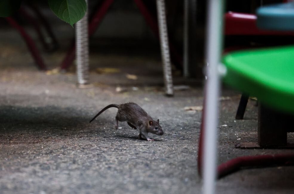 New York isytihar ‘perang’ terhadap tikus