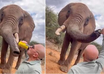 RAKAMAN menunjukkan pelancong Sepanyol minum bir popular tempatan, Tusker, sebelum memberikan baki minuman kepada gajah.- AGENSI