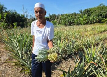 RALIMON Muhamad Subari menunjukkan kebun nanas yang diusahakannya di Kampung Selabak di Teluk Intan, Perak. – UTUSAN/AIN SAFRE BIDIN