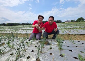 ALAN Yang (kanan) meninjau keadaan pokok bawang yang baharu ditanam selepas hujan kelmarin di ladangnya di Sungkai dekat Tanjung Malim, Perak. – UTUSAN/AIN SAFRE BIDIN