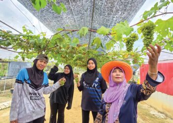 SITI Saloma Saad (kanan) bersama pelajar UiTM Pahang yang menjalani latihan industri di kebunnya di Kampung Darat Jelutong, Batu 7 1/2 Lekir, Lumut. – UTUSAN/AIN SAFRE BIDIN