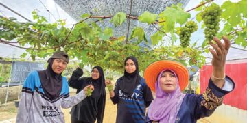 SITI Saloma Saad (kanan) bersama pelajar UiTM Pahang yang menjalani latihan industri di kebunnya di Kampung Darat Jelutong, Batu 7 1/2 Lekir, Lumut. – UTUSAN/AIN SAFRE BIDIN