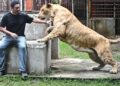 THARNUWARHT Plengkemratch berinteraksi dengan haiwan peliharaannya, kacukan singa-harimau yang dinamakan Big George di kandang miliknya di Chiang Mai, Thailand. – AFP