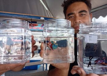IZZAT Haiqal Mansor menunjukkan ikan hiasan Betta miliknya yang dibawa untuk dipertandingkan. – UTUSAN/ERMA YUSNIDA JUSOH