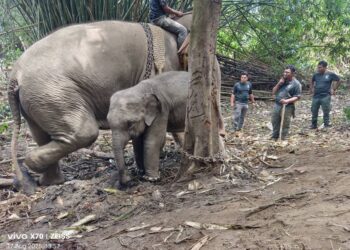 GAJAH liar yang ditangkap Perhilitan Perak di Tanjung Rimbun, Bandariang dekat Gerik.
