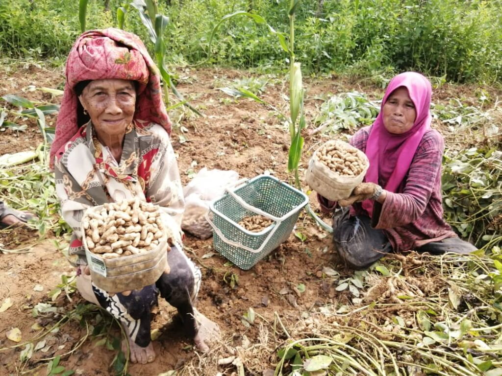 Warga emas setia jadi pengusaha kacang tanah