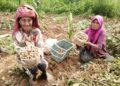 BANUM Jusoh (kiri) dan Midah Ibrahim antara warga emas yang masih setia mengusahakan tanaman kacang tanah di Kampung Kuala Menjing, di Hulu Terengganu, Terengganu.– UTUSAN/NOOR HAYATI MAMAT