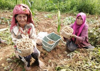 BANUM Jusoh (kiri) dan Midah Ibrahim antara warga emas yang masih setia mengusahakan tanaman kacang tanah di Kampung Kuala Menjing, di Hulu Terengganu, Terengganu.– UTUSAN/NOOR HAYATI MAMAT